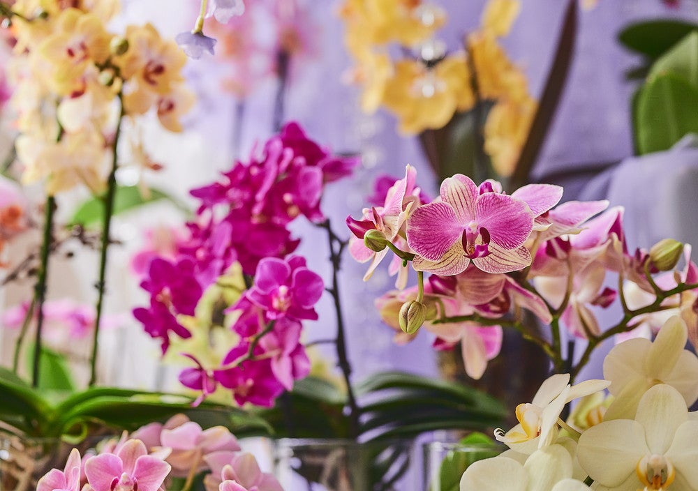 エキゾチックスイーツガーデン／画像提供：ベストホスピタリティーネットワーク