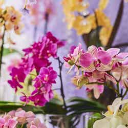 エキゾチックスイーツガーデン/画像提供:ベストホスピタリティーネットワーク