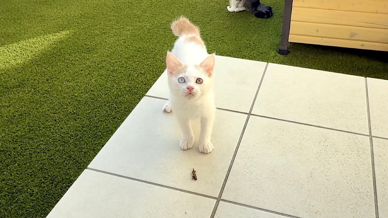 褒めてほしくて…！捕まえたコオロギをくわえて持ってきた新入り猫が可愛い