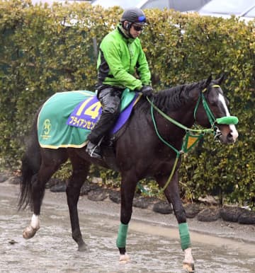 【フェブラリーS】ブライアンセンス 素質開花だ 7歳以上＆牝馬苦戦の中唯一Vデータ全項目クリア