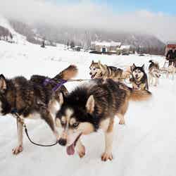 犬ぞり(C)2016 Destination Canada