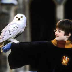 ホグワーツからの招待状(提供写真)