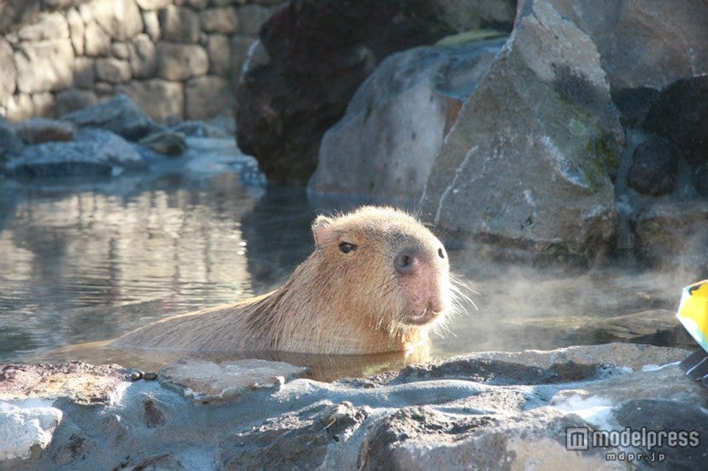 「元祖カピバラの露天風呂」／画像提供：伊豆シャボテン公園