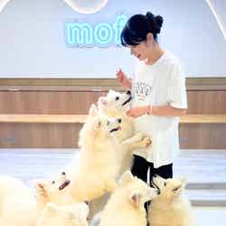 サモエドカフェmoffu/提供素材