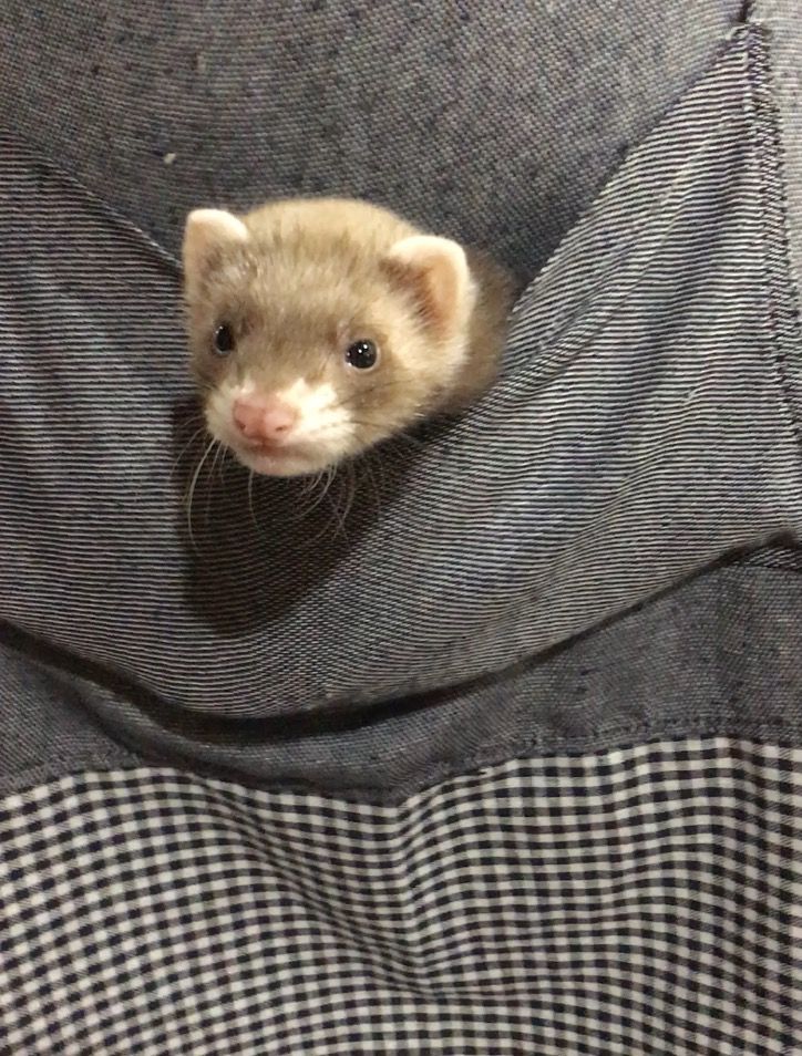 ぶーりん／画像提供：北野坂　か和うそCafe