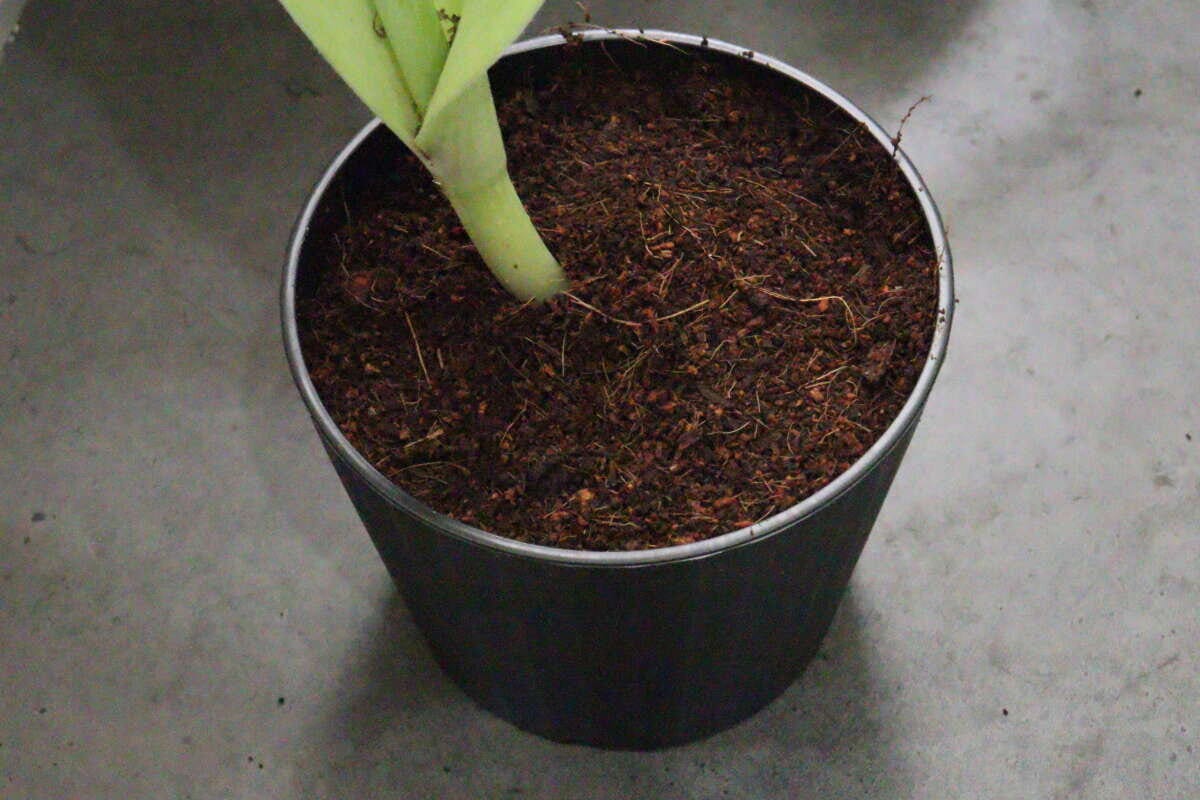 ダイソー　水で増える園芸土