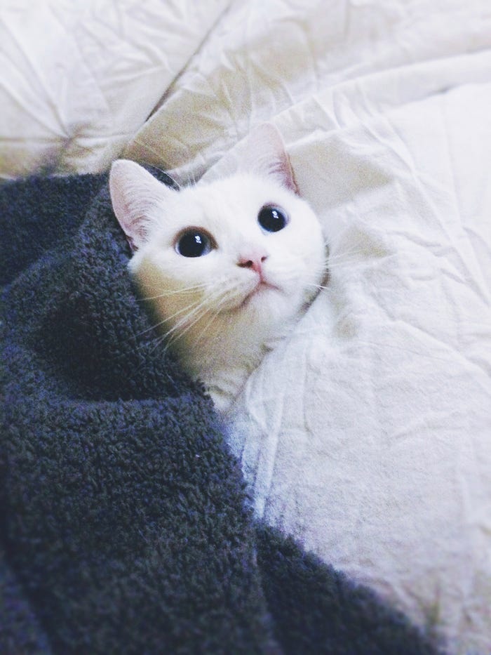 鈴木えみの愛猫、マンチカンの「ダニョ」(画像提供:所属事務所)