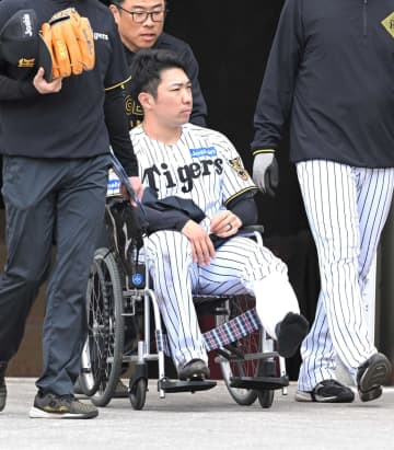 左ふくらはぎ重傷か阪神・石井 WBC絶望的 藤川監督「もし行けなくなったら『神様がやめとけ』と」担架と車いすで宿舎へ