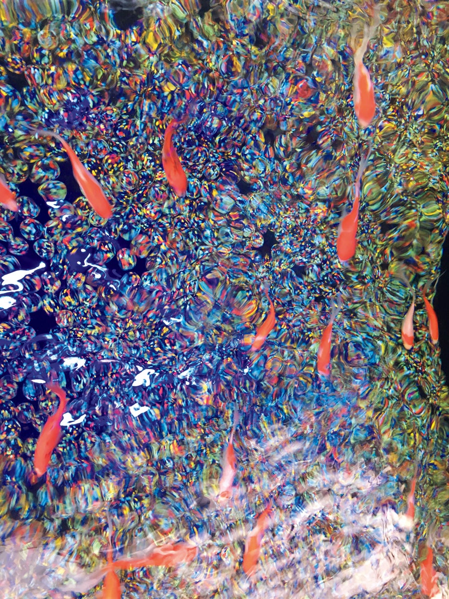 「Art Aquarium Photography NIKAIDO FUMI」（C）二階堂ふみ・小学館