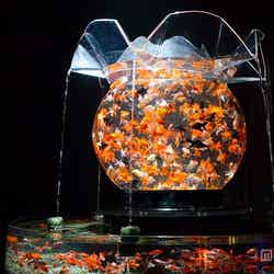 「花魁」/画像提供:ECO EDO 日本橋 アートアクアリウム2015~江戸・金魚の涼~&ナイトアクアリウム