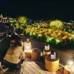 ライトアップの様子/提供画像