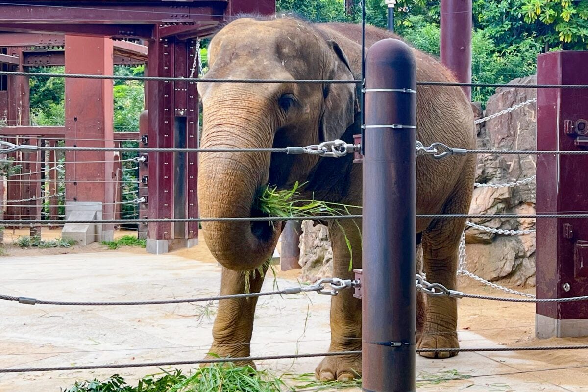 上野動物園　アジアゾウ