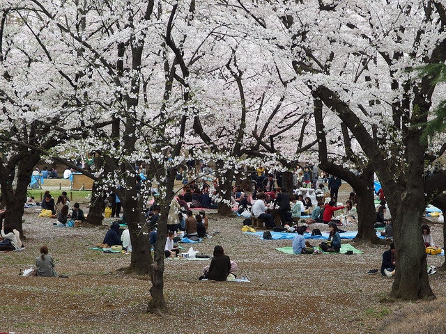 代々木公園／Picnic @ Hanami @ Yoyogi Park by *_*