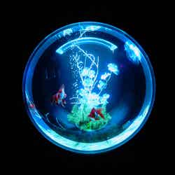 金魚と幻想の銀世界/提供画像