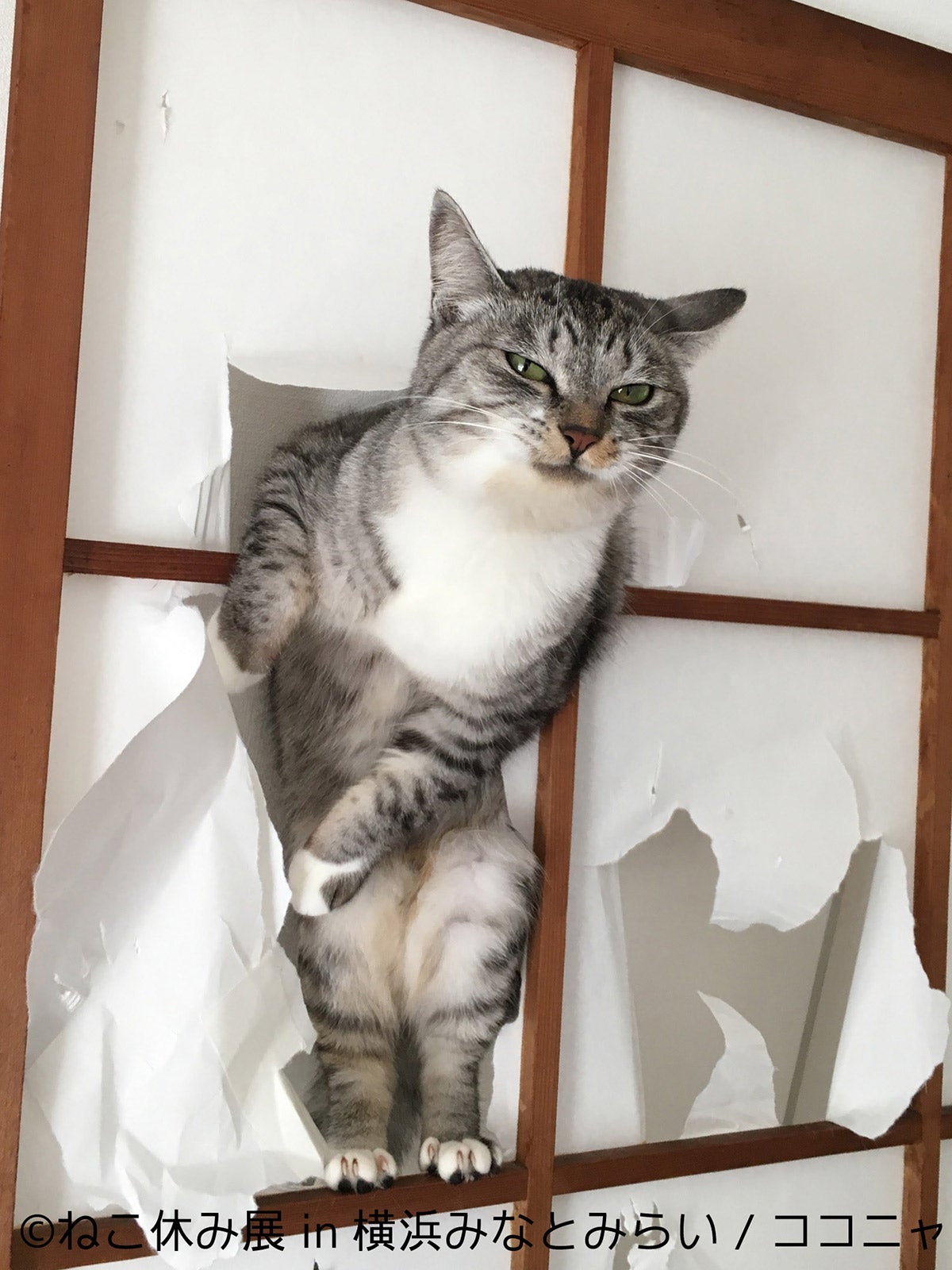 ねこ休み展／画像提供：株式会社BACON