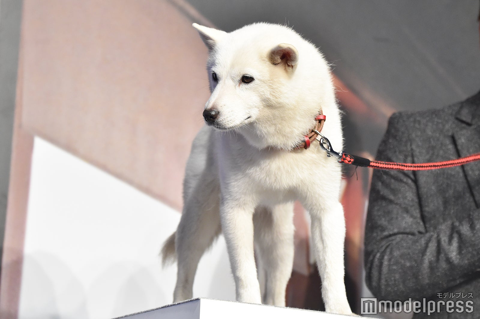 白戸家のお父さん （C）モデルプレス