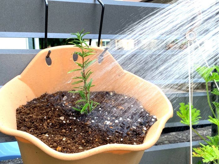 8月はほったらかしがちでも育つローズマリーを植えよう ベランダ菜園におすすめの野菜 ハーブ モデルプレス 8月はほったらかしがちでも育つローズマリーを植えよう ベランダ菜園におすすめの野菜 ハーブ モデルプレス