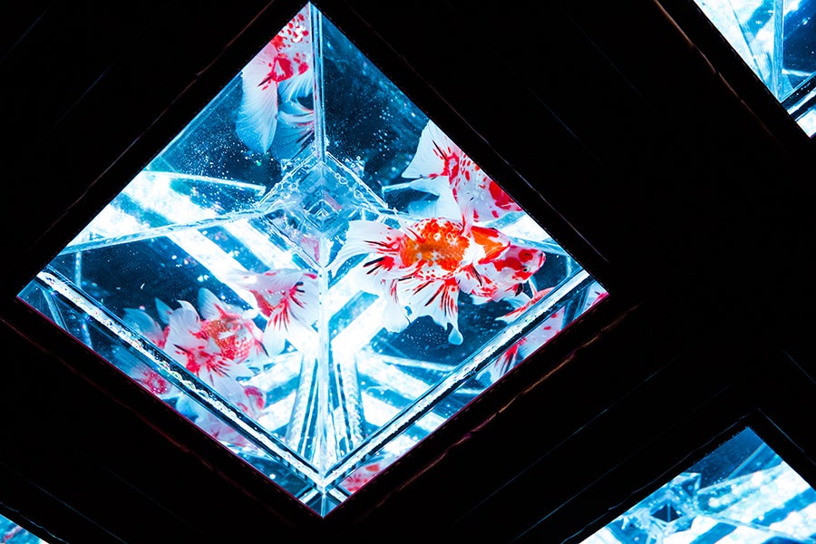 日本橋ナイトアクアリウム5