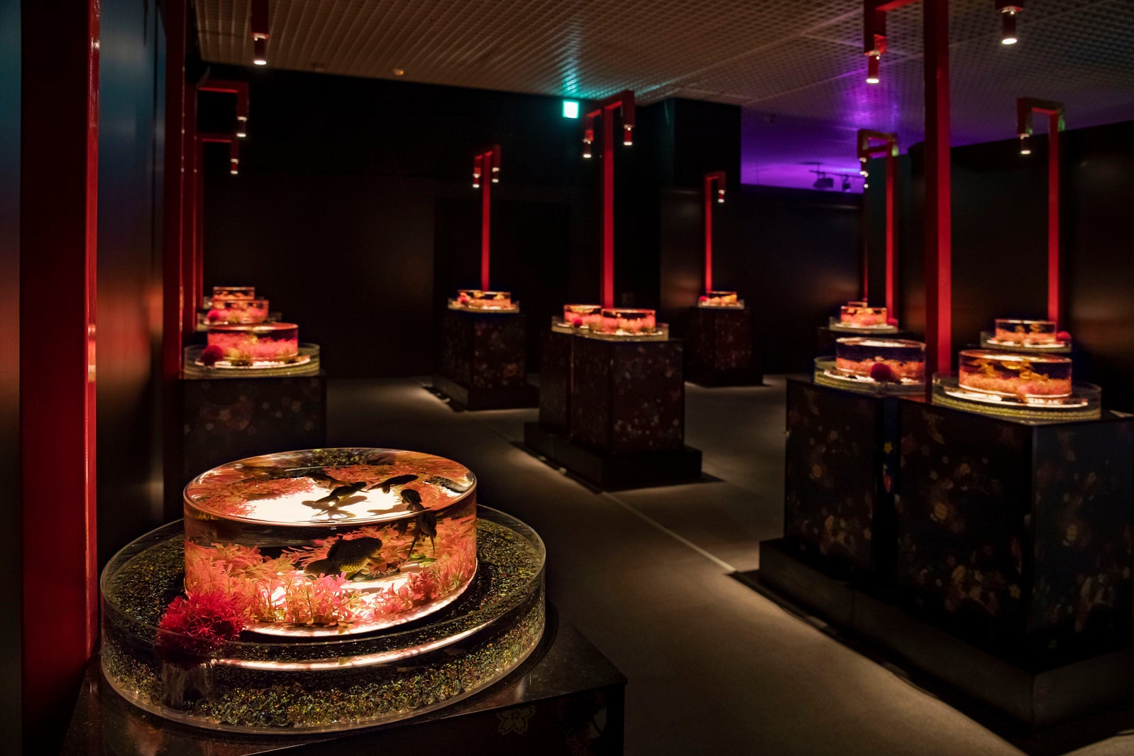 金魚品評／画像提供：アートアクアリウム実行委員会