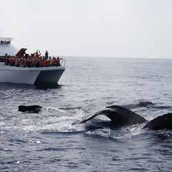 1~4月頃にかけて行われるクジラのウォッチングツアー/提供:トータルマリンスポットNEWS