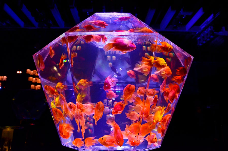 ECO EDO 日本橋 アートアクアリウム 2018 ～江戸・金魚の涼～ ＆ ナイトアクアリウム