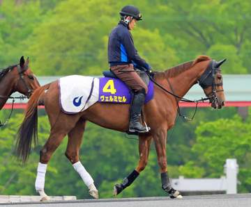 【天皇賞】ヴェルミセル 出来はここ一番 吉村師「いい意味で馬体重はプラスになりそう」
