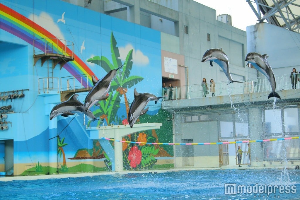 豪快なジャンプシーンは必見／画像提供：横浜八景島