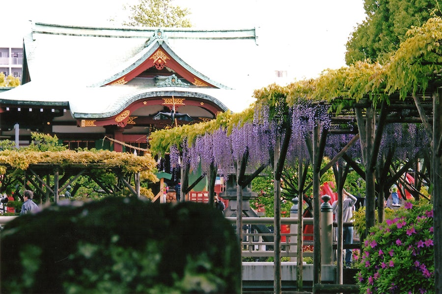 亀戸天神社 藤まつり 学業講祭 2018