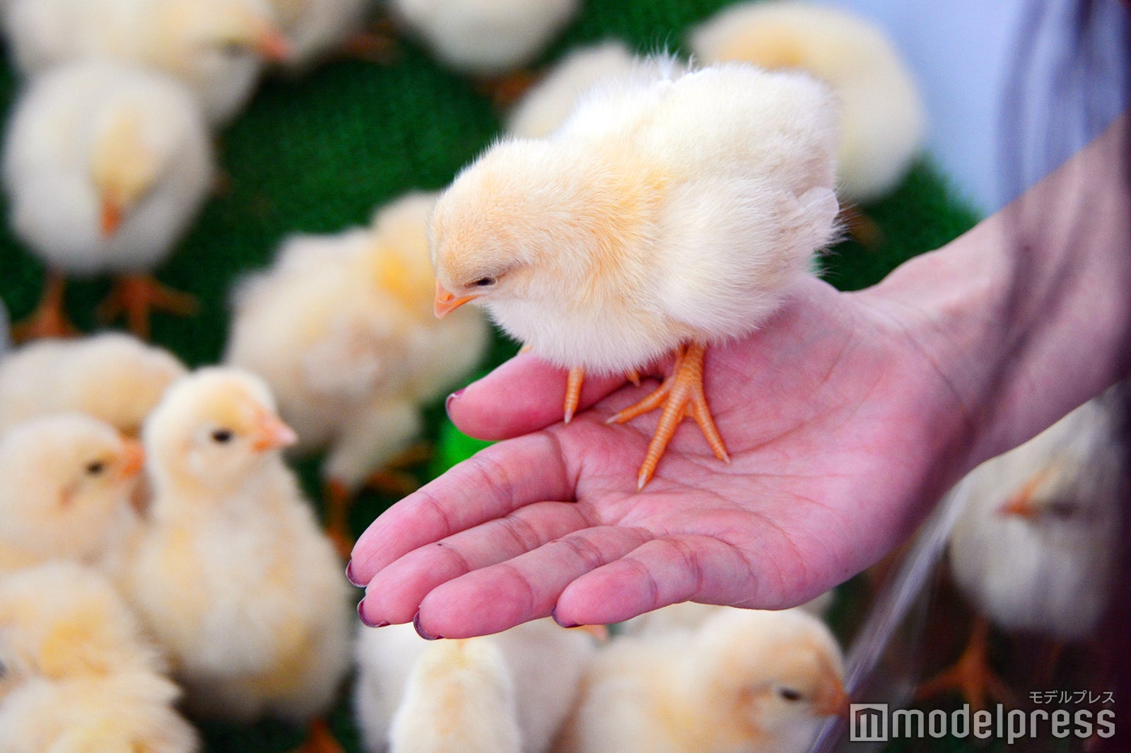 ようこそ！！ ワンガン夏祭り　THE ODAIBA 2019（C）モデルプレス