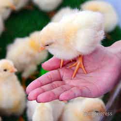 ようこそ!! ワンガン夏祭り THE ODAIBA 2019(C)モデルプレス