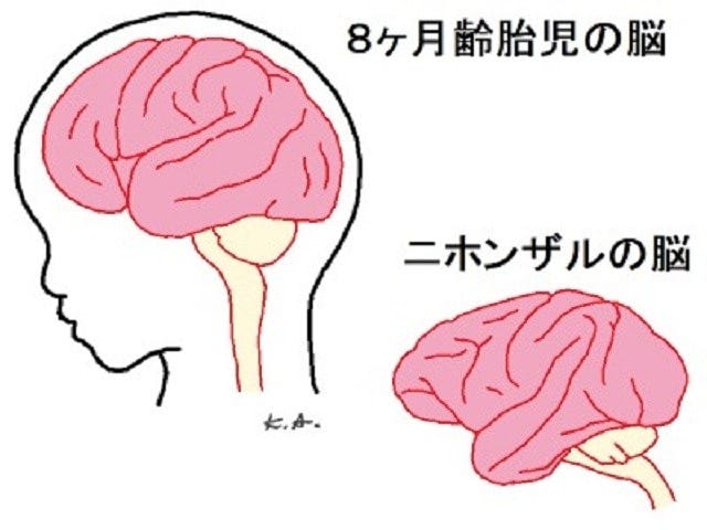 人間の8ヶ月齢胎児の脳は、サルの脳に似ている。ピンク色が大脳に相当。(筆者が作成したオリジナル図)