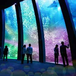 スーパーイワシイリュージョン~煌めきの舞~/画像提供:横浜八景島