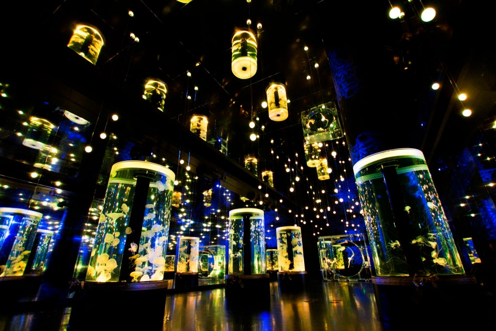 「Jellyfish Ramble」／画像提供：横浜八景島