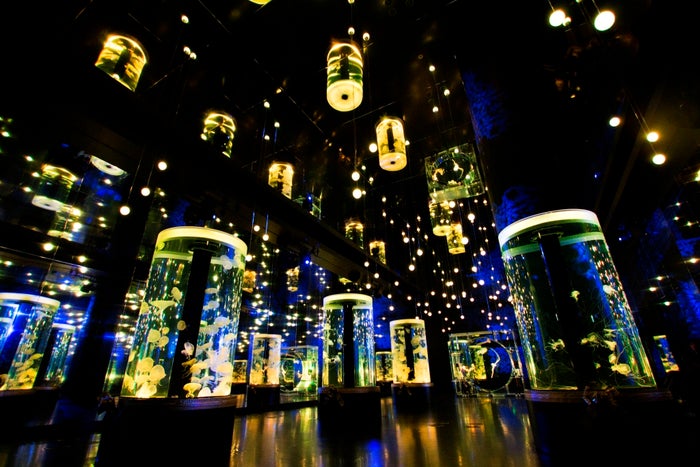 「Jellyfish Ramble」／画像提供：横浜八景島