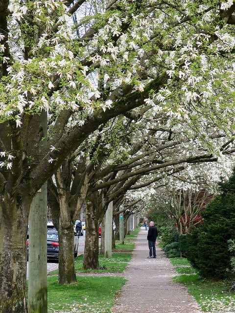 キツラノ（C）Natulive Canada