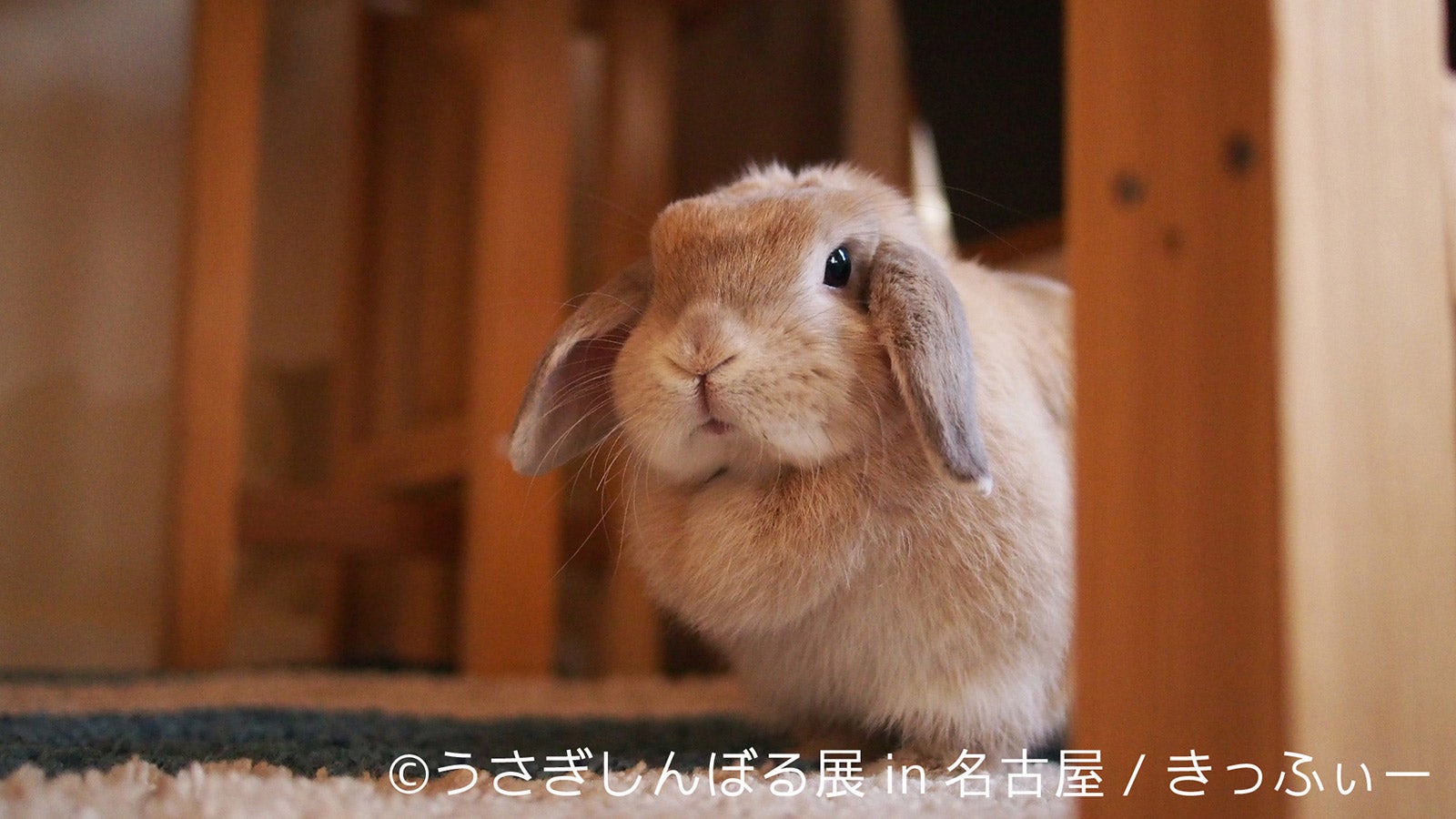 「うさぎしんぼる展 in 名古屋」／画像提供：株式会社BACON