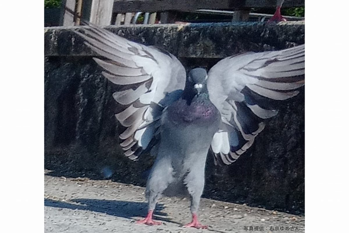 仁王立ちする姿が凛々しすぎる鳩 アニメや映画のキャラを連想する人が続出 モデルプレス 仁王立ちする姿が凛々しすぎる鳩 アニメや映画のキャラを連想する人が続出 モデルプレス