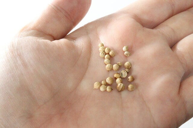 ダイソー 栽培セットやみつきパクチー ダイソーの栽培セットやみつきパクチーの種