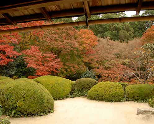 京都デートしたくなる紅葉スポット4選