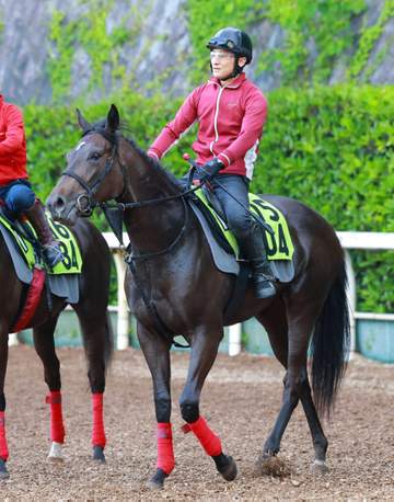 【新馬戦】ブラックミューズ デビューへ調整 ソフトバンク柳田が所有 松永幹師「厩舎としても期待の一頭」