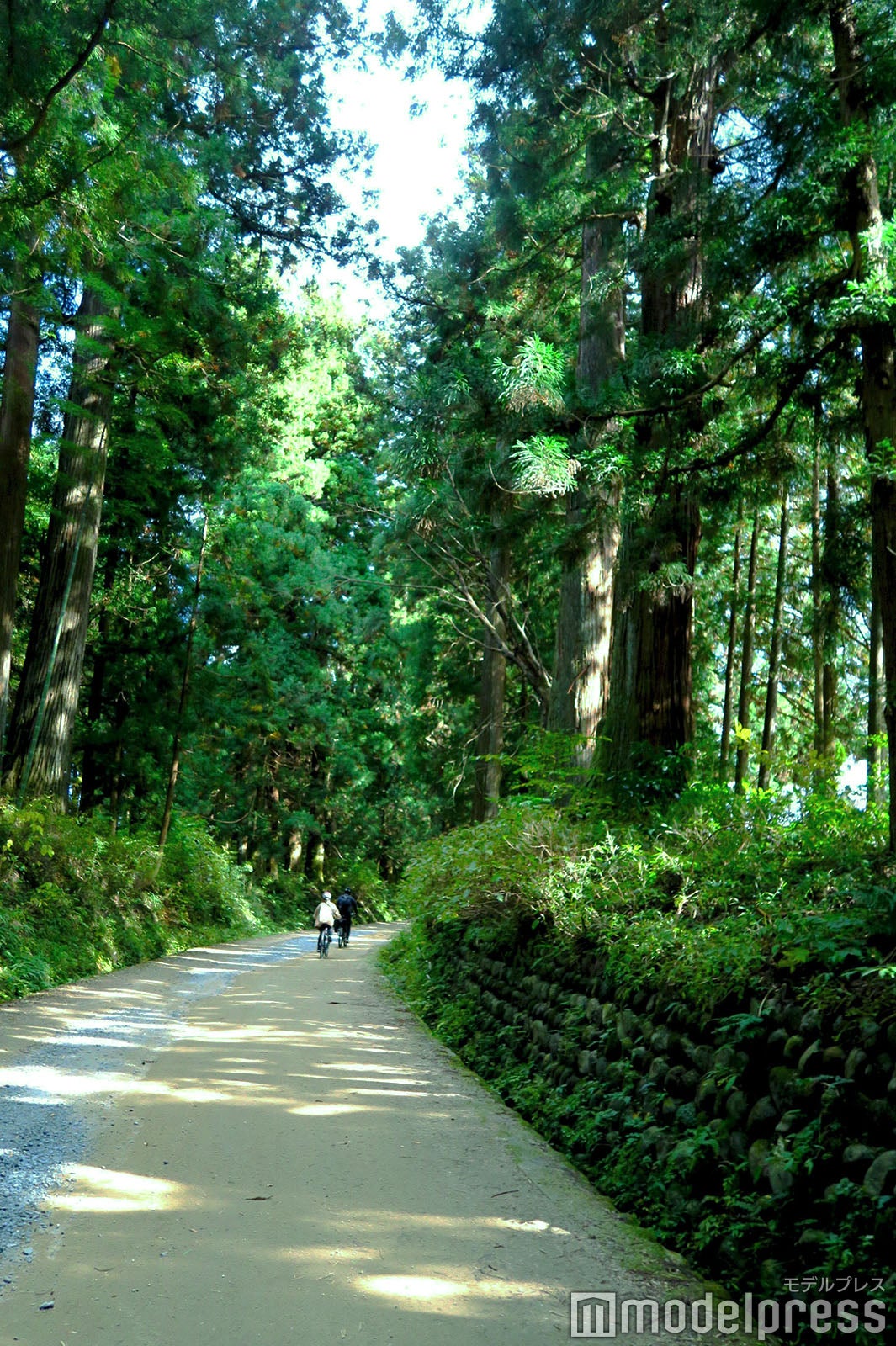 まるでタイムスリップしたかのような杉並木（C）モデルプレス