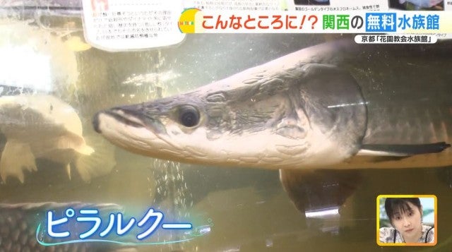 住宅街に無料水族館…!?京都で見つけた穴場スポット