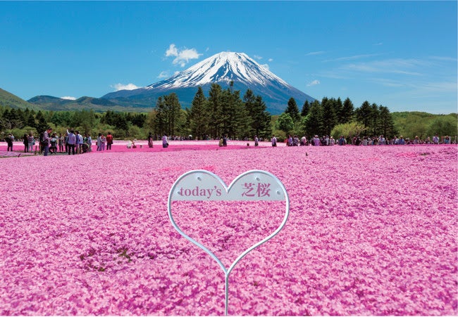21富士芝桜まつり 富士山 関東最大級の芝桜が織りなす春絶景 女子旅プレス