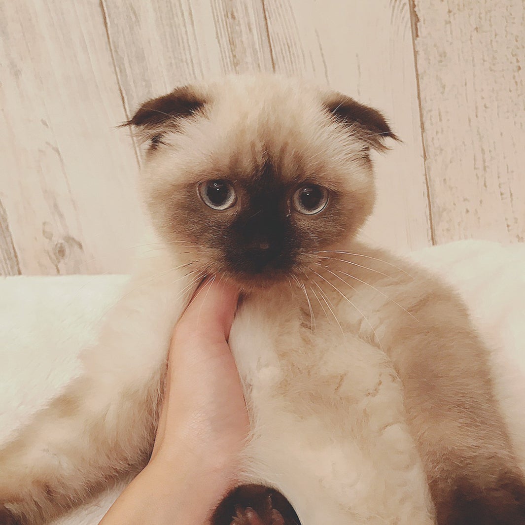 キリシマこまり／画像提供：所属事務所