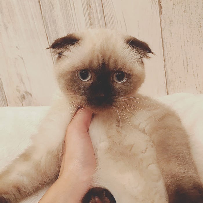 キリシマこまり/画像提供:所属事務所