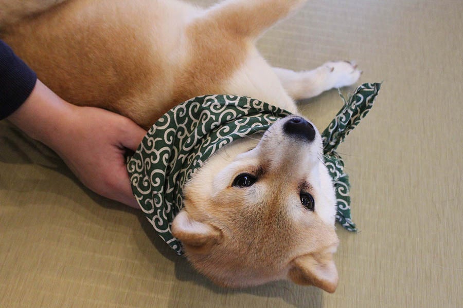 原宿乃豆柴カフェ豆柴