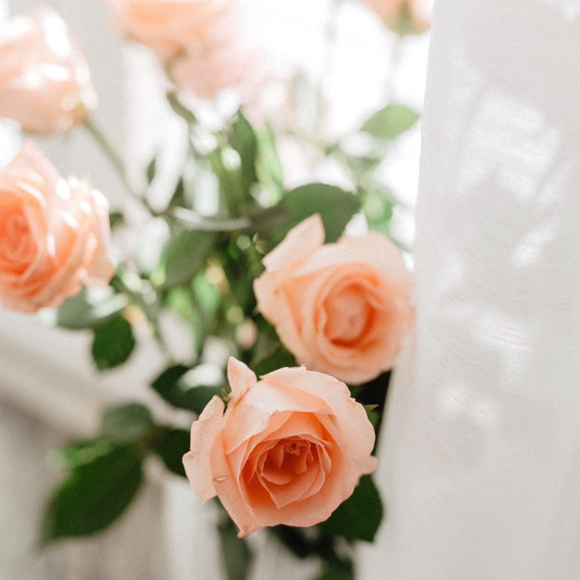 5月に適した時候の挨拶総まとめ 暖かい若葉の季節にぴったりな言葉をご紹介 モデルプレス