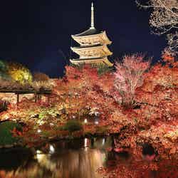 京都の紅葉は「夜に行く」＆「夜パフェ」が新定番？混雑回避の旅行プランも／東寺の夜の紅葉（提供元：東寺）