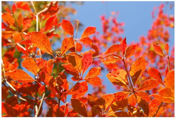 クリスマスと一緒に楽しめる？神戸でみつけた「最高の紅葉スポット」