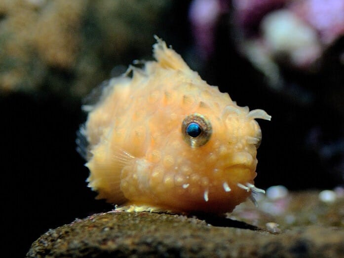 「親潮アイスボックス」には、小さくて可愛いナメダンゴがいます